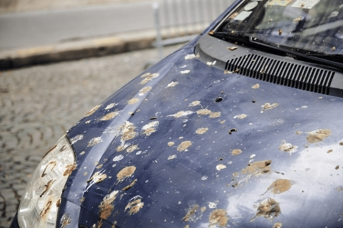 Homemade Bird Poop Removers for Car
